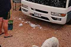 Finchy washing Fork the Bus at Coffin Bay