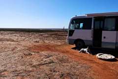 Miss Bella dog having a stop over on the Nullarbor