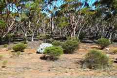 Dundas Nature Reserve from the road