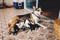 Babies. Tara Dog and her little puppies in Darwin 1988 a month before heading to SA