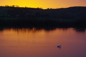 Murray River sunrise and pelicans on the river