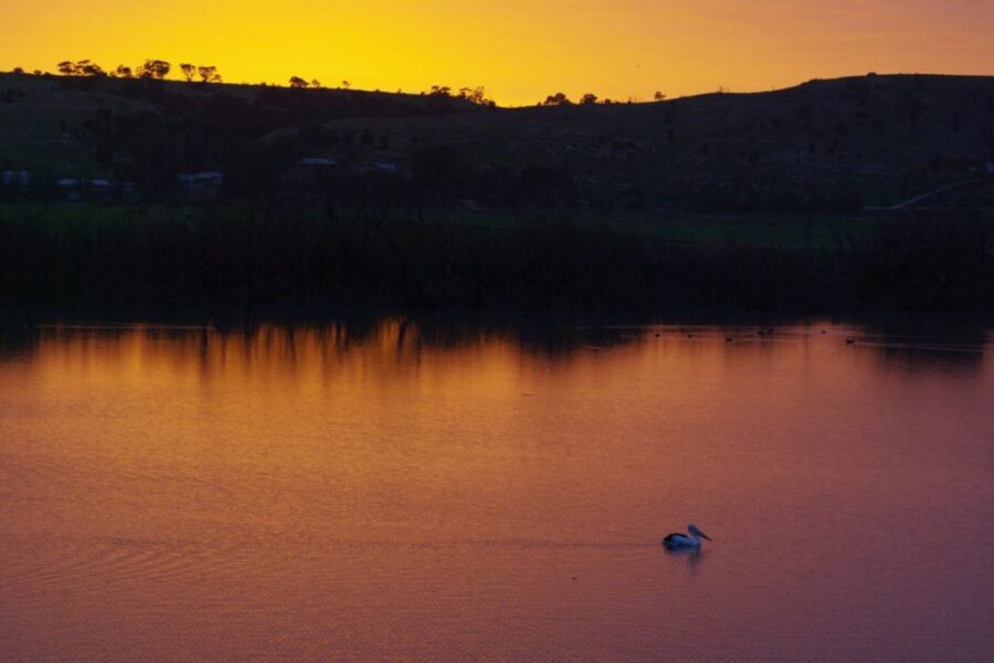 Murray River sunrise and pelicans on the river