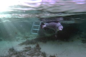 sea-lion swimming boat underwater