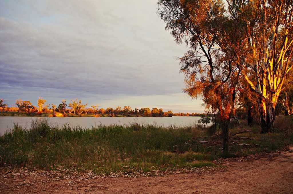 Murray River sunset on the river gums