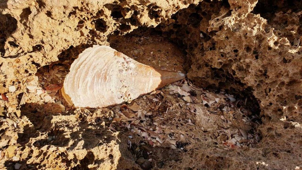 Razor fish shell at Coffin Bay