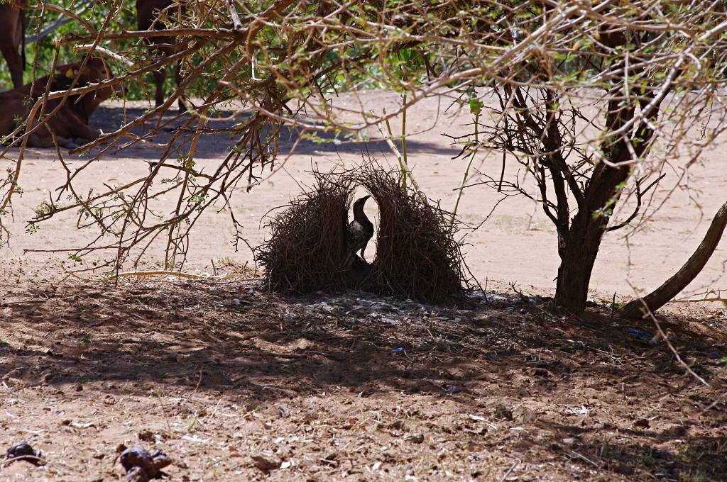 A Bower bird in its nest near Pardoo in Western Australia