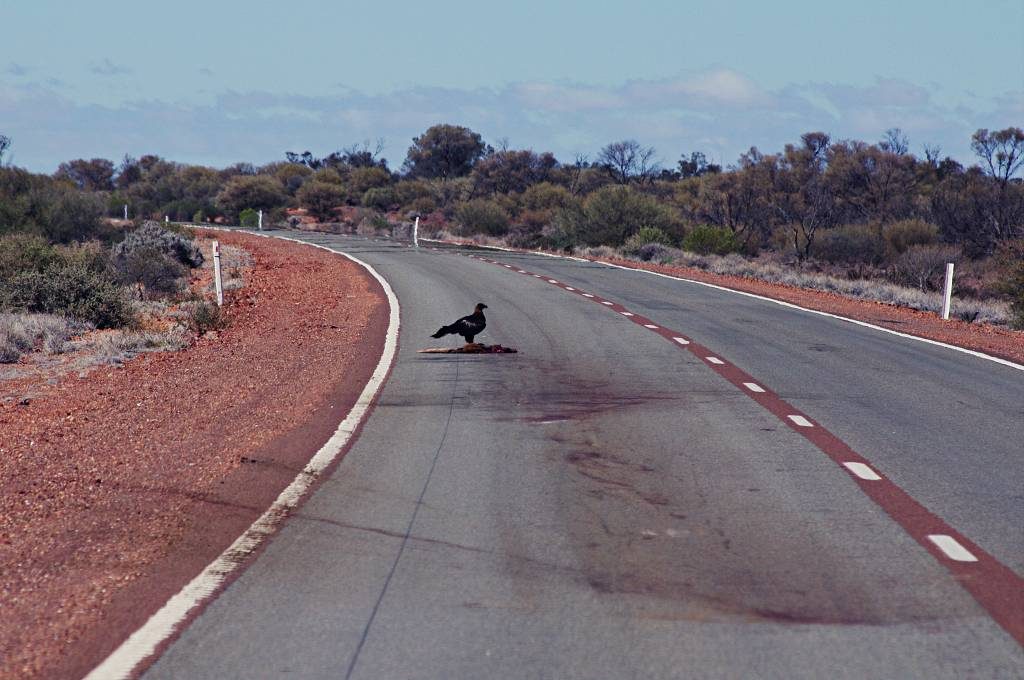Wedge tail eagle sitting on road kill in outback Australia
