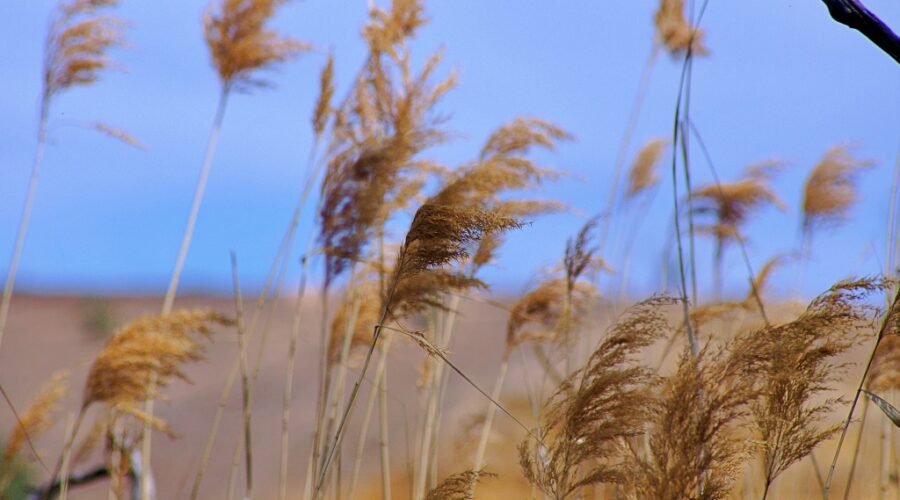 Golden River Reeds