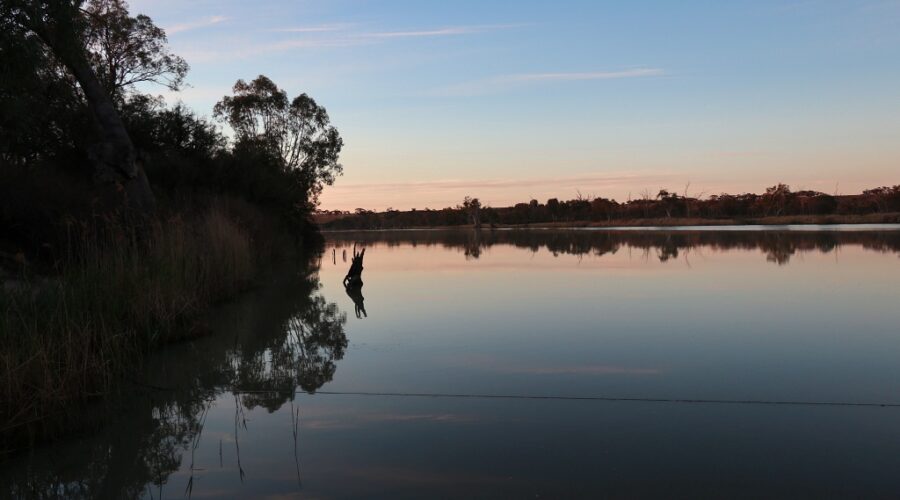 River snags at sunset