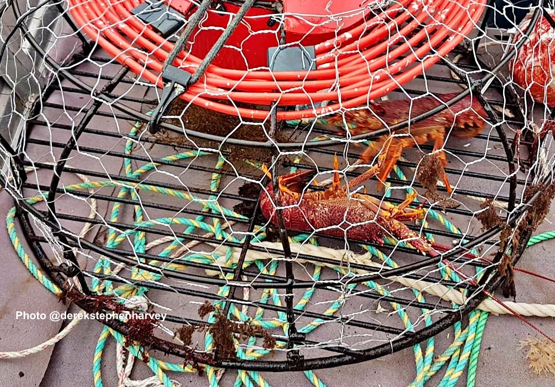 Crays in the pots from fishing boats