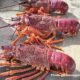 Southern Rock Lobsters & how to pick them