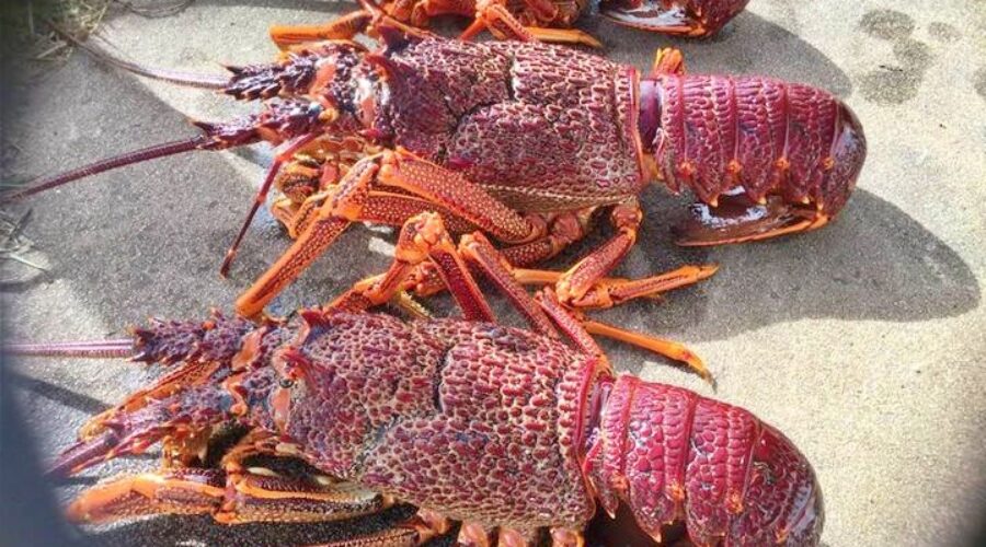 Southern Rock Lobsters
