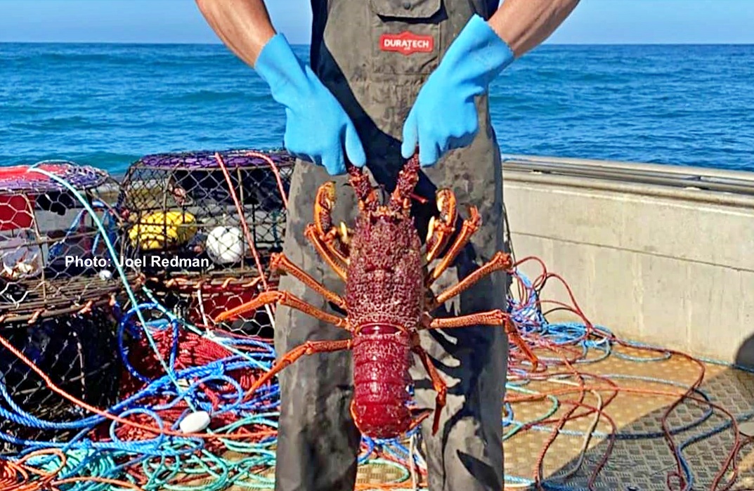 Lobster catch at sea