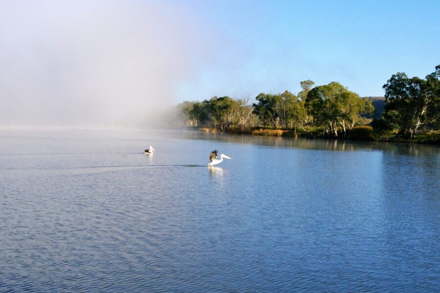 Murray River birdlife