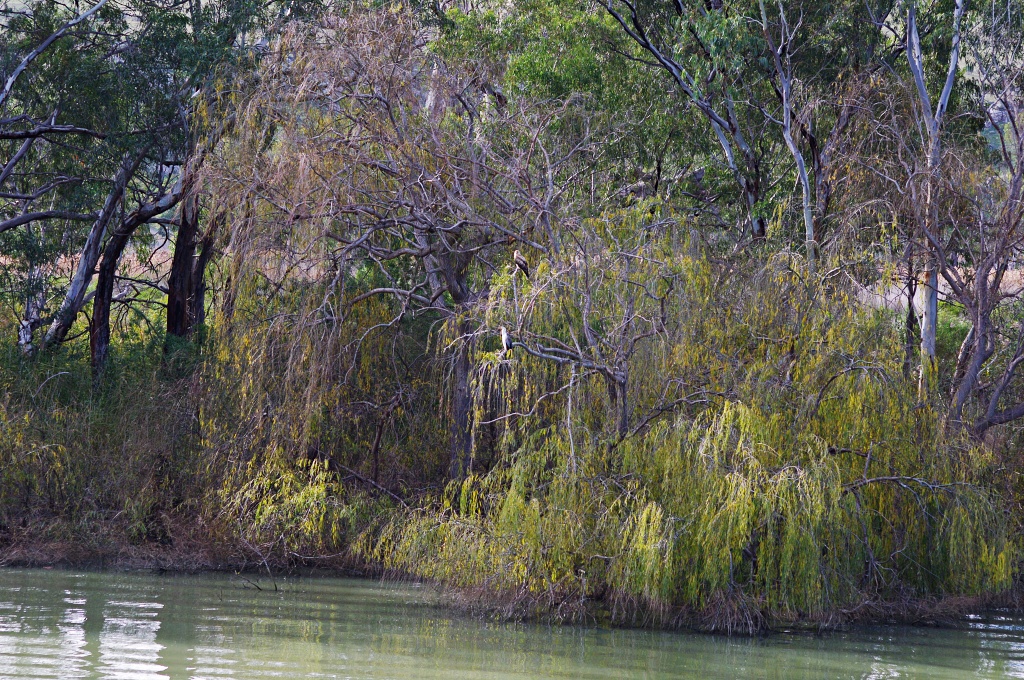 Willow trees planted to mark the main river 