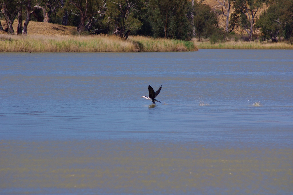 Peaceful Murray River